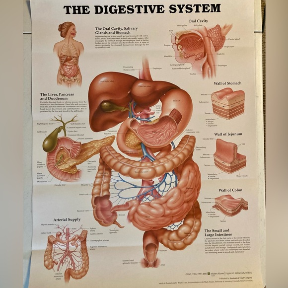 The Digestive System anatomy 26x20 wall poster - Picture 1 of 1